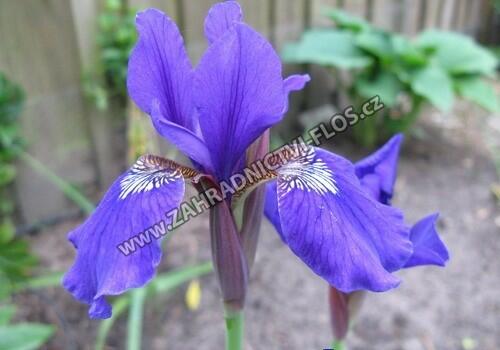 Kosatec sibiřský 'Niklas Sea' - Iris sibirica 'Niklas Sea'