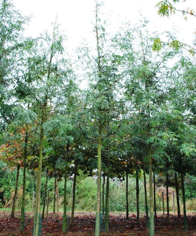 Dřezovec trojtrnný - Gleditsia triacanthos