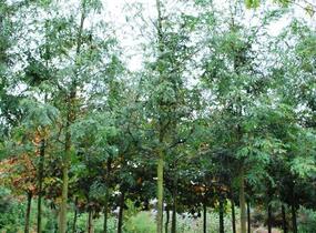 Dřezovec trojtrnný - Gleditsia triacanthos