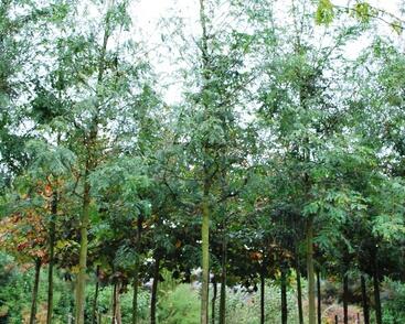 Dřezovec trojtrnný