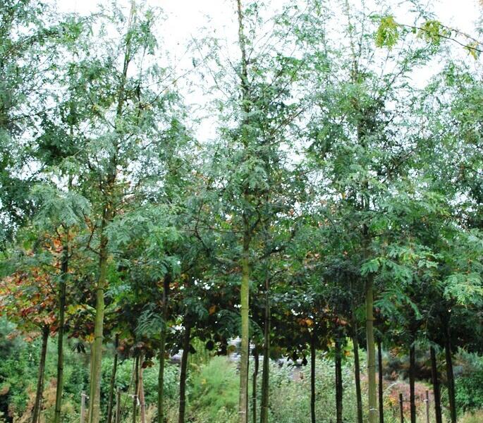 Dřezovec trojtrnný - Gleditsia triacanthos