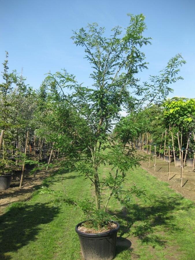 Dřezovec trojtrnný - Gleditsia triacanthos
