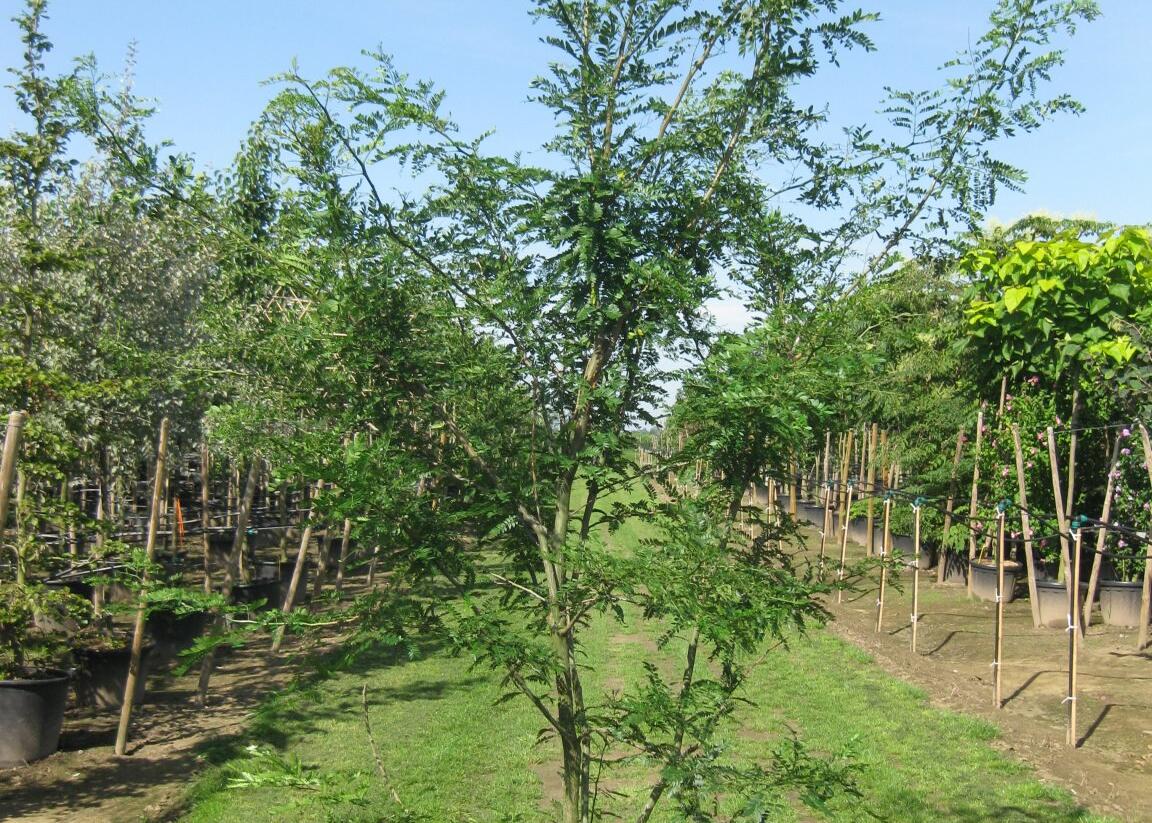 Dřezovec trojtrnný - Gleditsia triacanthos