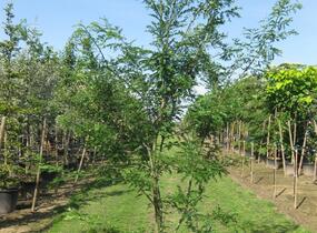 Dřezovec trojtrnný - Gleditsia triacanthos