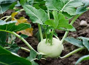 Kedluben bílý 'Korfu F1' - Brassica oleracea var. gongylodes 'Korfu F1'