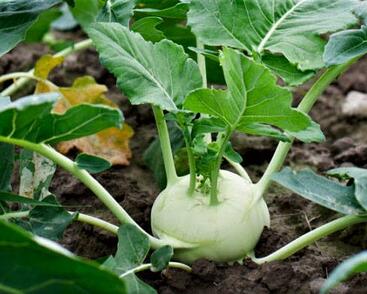 Kedluben bílý 'Korfu F1'