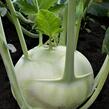 Kedluben bílý 'Korfu F1' - Brassica oleracea var. gongylodes 'Korfu F1'