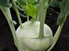 Kedluben bílý 'Korfu F1' - Brassica oleracea var. gongylodes 'Korfu F1'