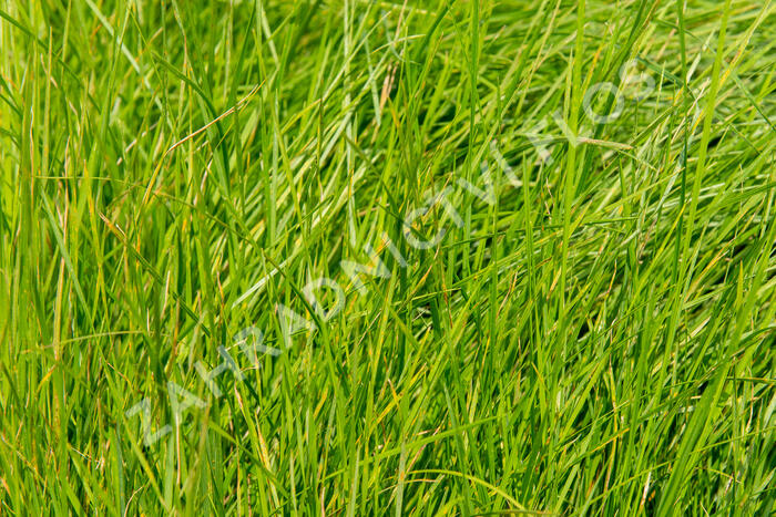Metlice trsnatá - Deschampsia caespitosa