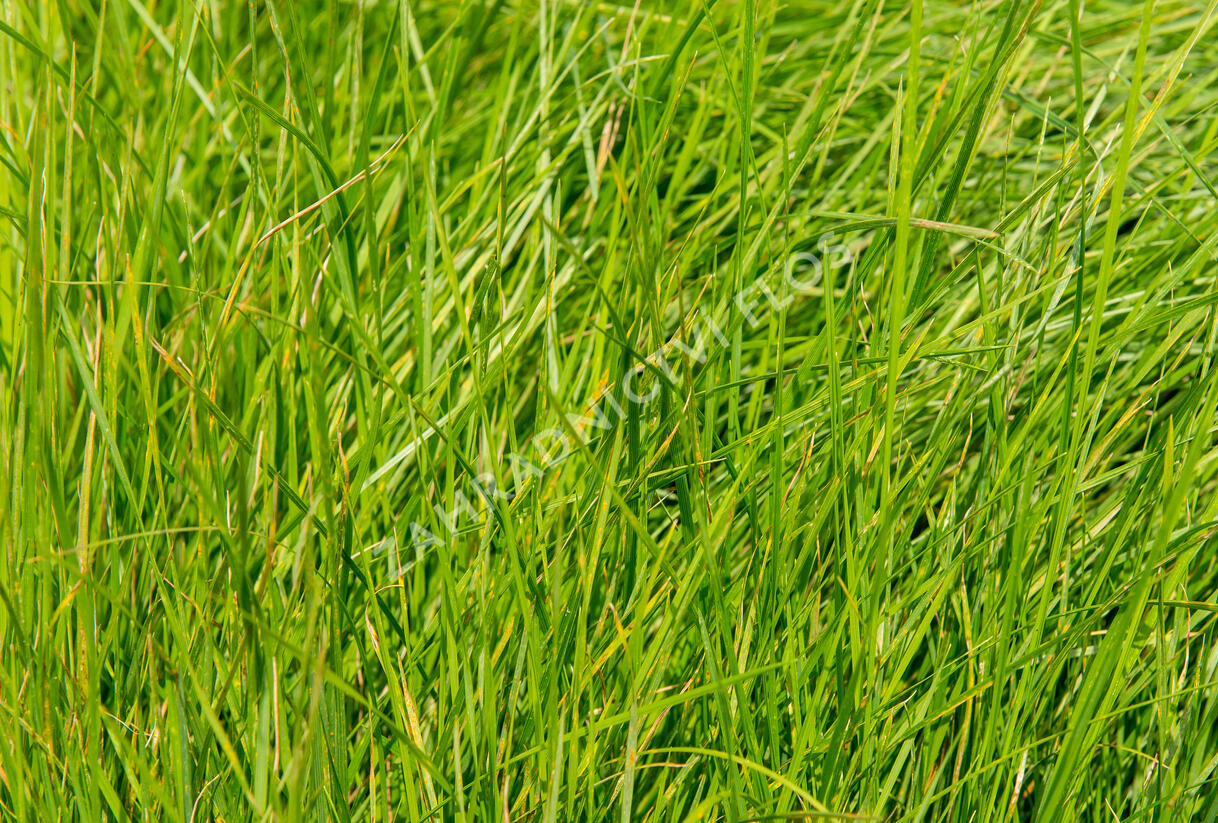 Metlice trsnatá - Deschampsia caespitosa