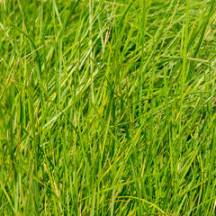 Metlice trsnatá - Deschampsia caespitosa