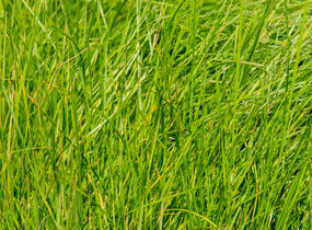 Metlice trsnatá - Deschampsia caespitosa