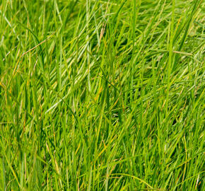 Metlice trsnatá - Deschampsia caespitosa