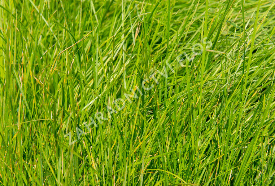 Metlice trsnatá - Deschampsia caespitosa