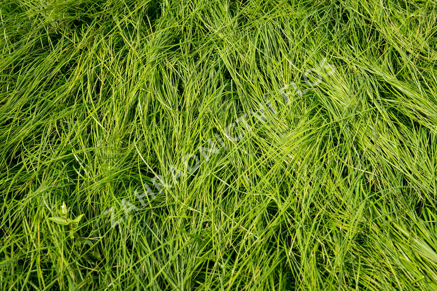 Metlice trsnatá - Deschampsia caespitosa