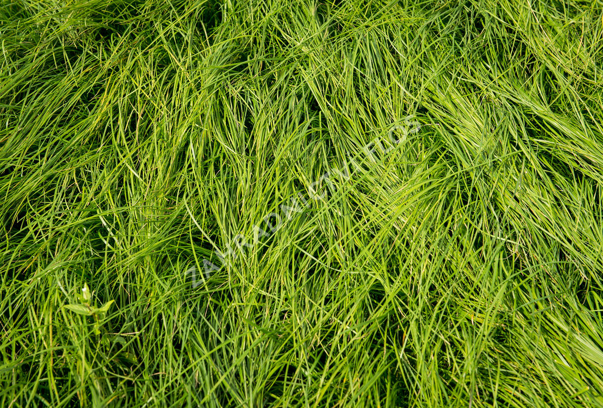 Metlice trsnatá - Deschampsia caespitosa