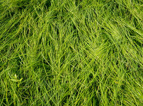 Metlice trsnatá - Deschampsia caespitosa