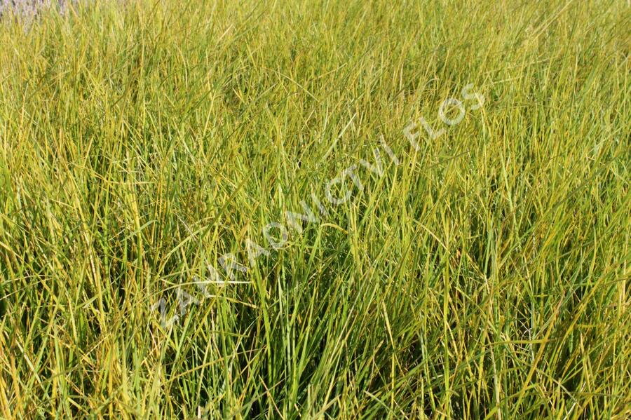 Metlice trsnatá - Deschampsia caespitosa