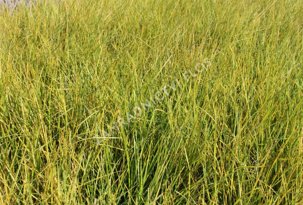 Metlice trsnatá - Deschampsia caespitosa