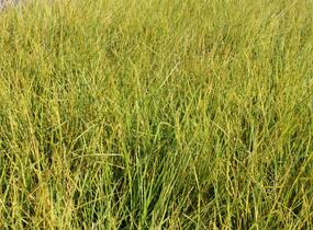 Metlice trsnatá - Deschampsia caespitosa