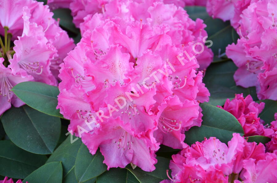 Pěnišník 'Germania' - Rhododendron (T) 'Germania'