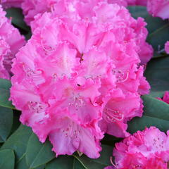 Pěnišník 'Germania' - Rhododendron (T) 'Germania'