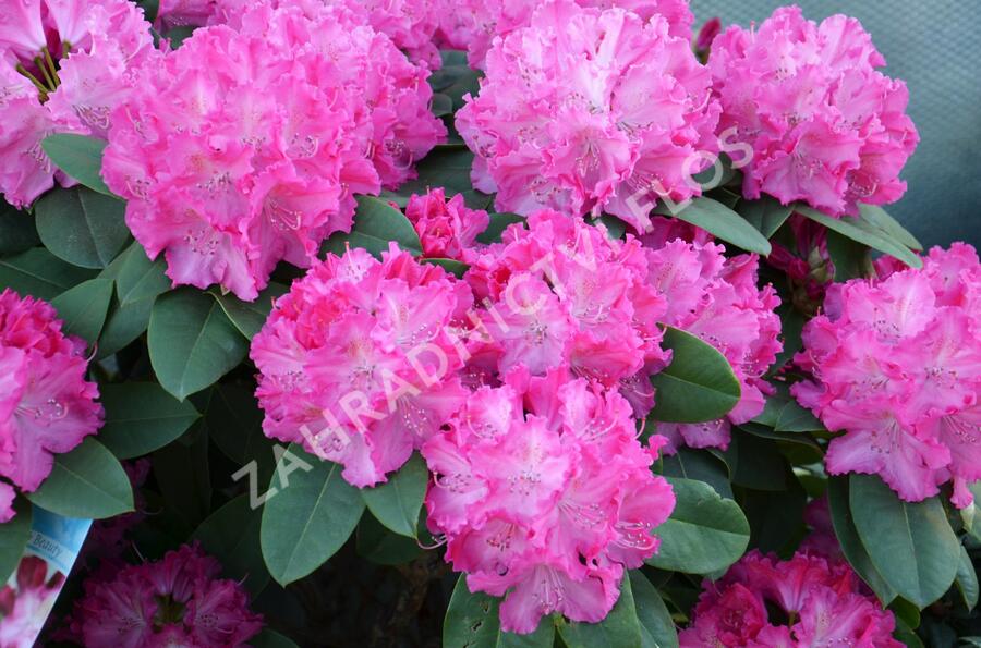 Pěnišník 'Germania' - Rhododendron (T) 'Germania'