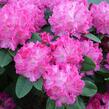 Pěnišník 'Germania' - Rhododendron (T) 'Germania'