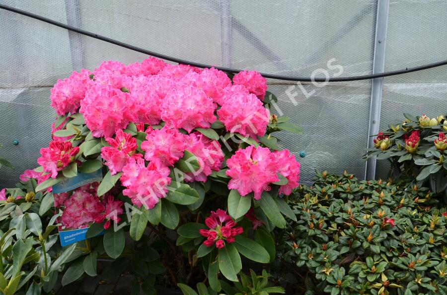 Pěnišník 'Germania' - Rhododendron (T) 'Germania'