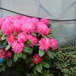 Pěnišník 'Germania' - Rhododendron (T) 'Germania'