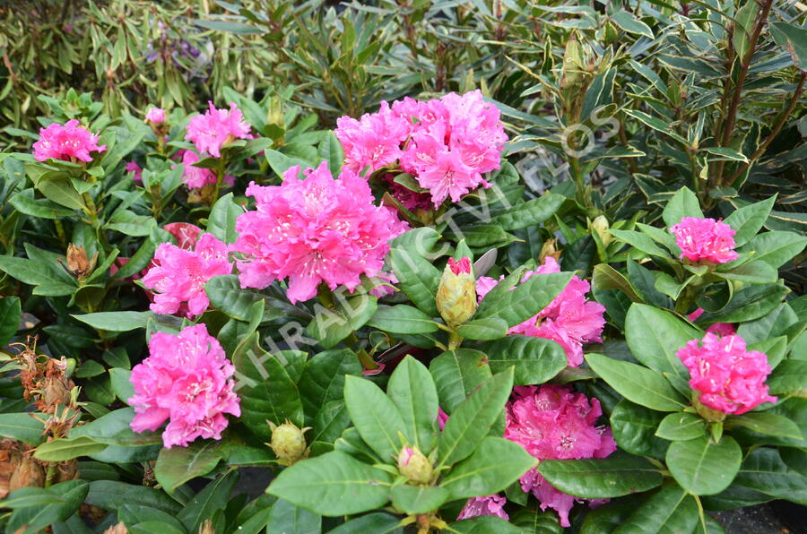 Pěnišník 'Germania' - Rhododendron (T) 'Germania'