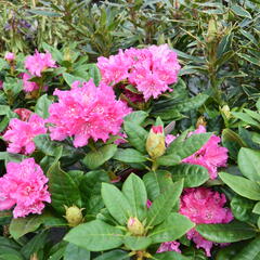 Pěnišník 'Germania' - Rhododendron (T) 'Germania'