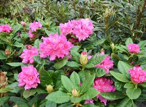 Pěnišník 'Germania' - Rhododendron (T) 'Germania'