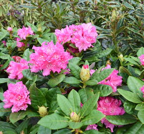 Pěnišník 'Germania' - Rhododendron (T) 'Germania'