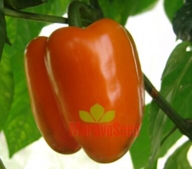 Paprika k rychlení 'Kubista' F1 - Capsicum annuum 'Kubista' F1