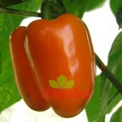 Paprika k rychlení 'Kubista' F1 - Capsicum annuum 'Kubista' F1