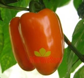 Paprika k rychlení 'Kubista' F1 - Capsicum annuum 'Kubista' F1