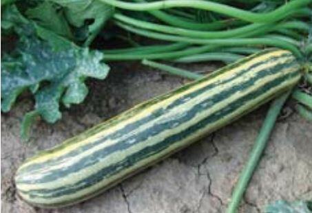 Cuketa 'Tapír' - Cucurbita pepo v.giromontina 'Tapír'