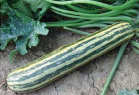 Cuketa 'Tapír' - Cucurbita pepo v.giromontina 'Tapír'