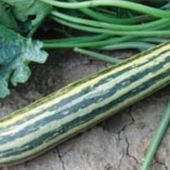 Cuketa 'Tapír' - Cucurbita pepo v.giromontina 'Tapír'