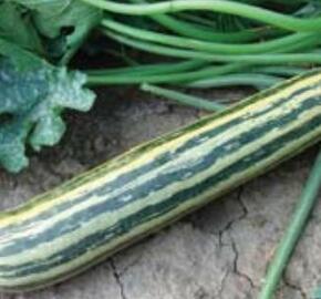 Cuketa 'Tapír' - Cucurbita pepo v.giromontina 'Tapír'