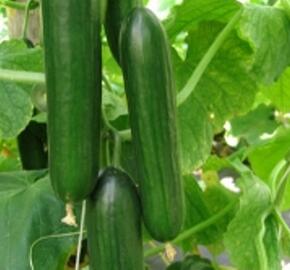 Okurka salátová 'Twenty' F1 - Cucumis sativus 'Twenty' F1