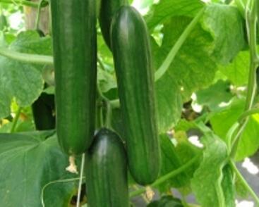 Okurka salátová skleníková 'Twenty' F1