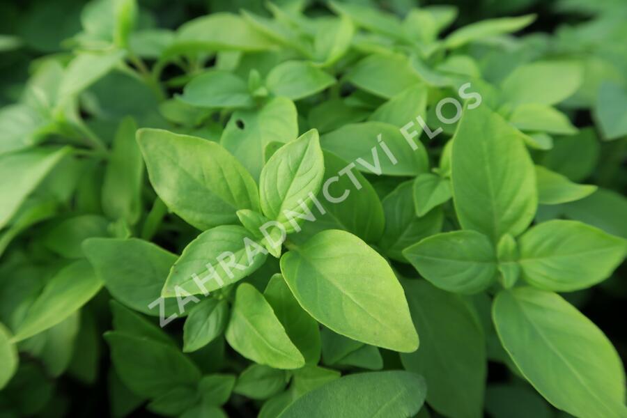 Bazalka citronová 'Lime' - Ocimum basilicum 'Lime'