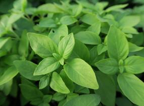 Bazalka citronová 'Lime' - Ocimum basilicum 'Lime'
