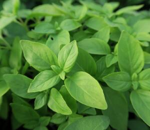 Bazalka citronová - Ocimum basilicum 'Lime'