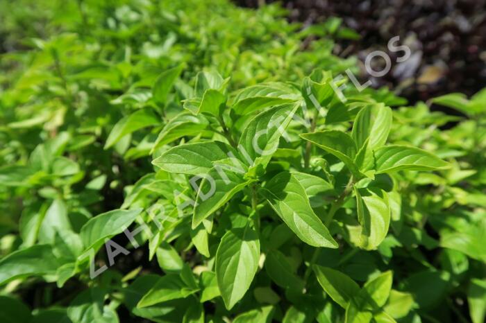 Bazalka citronová 'Lime' - Ocimum basilicum 'Lime'