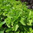 Bazalka citronová 'Lime' - Ocimum basilicum 'Lime'
