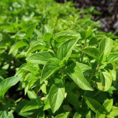 Bazalka citronová 'Lime' - Ocimum basilicum 'Lime'