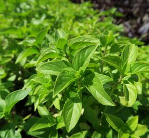 Bazalka citronová 'Lime' - Ocimum basilicum 'Lime'